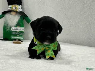 Miniature Schnauzer dogs Paisley Male 1 - Ad 5