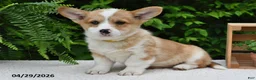 Welsh Corgi Pembroke dogs for sale: Cheri - Ad 1