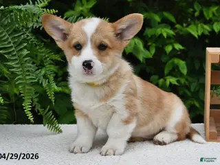 Welsh Corgi Pembroke dogs for sale: Cheri - Ad 3