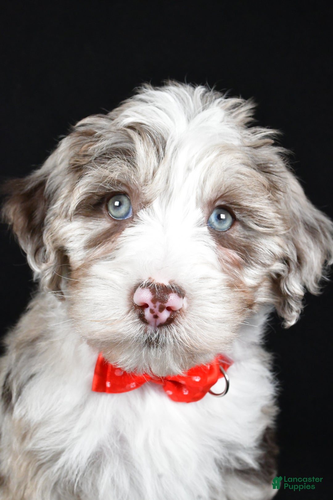 Sheepadoodle dogs for sale: Connor - Ad 7