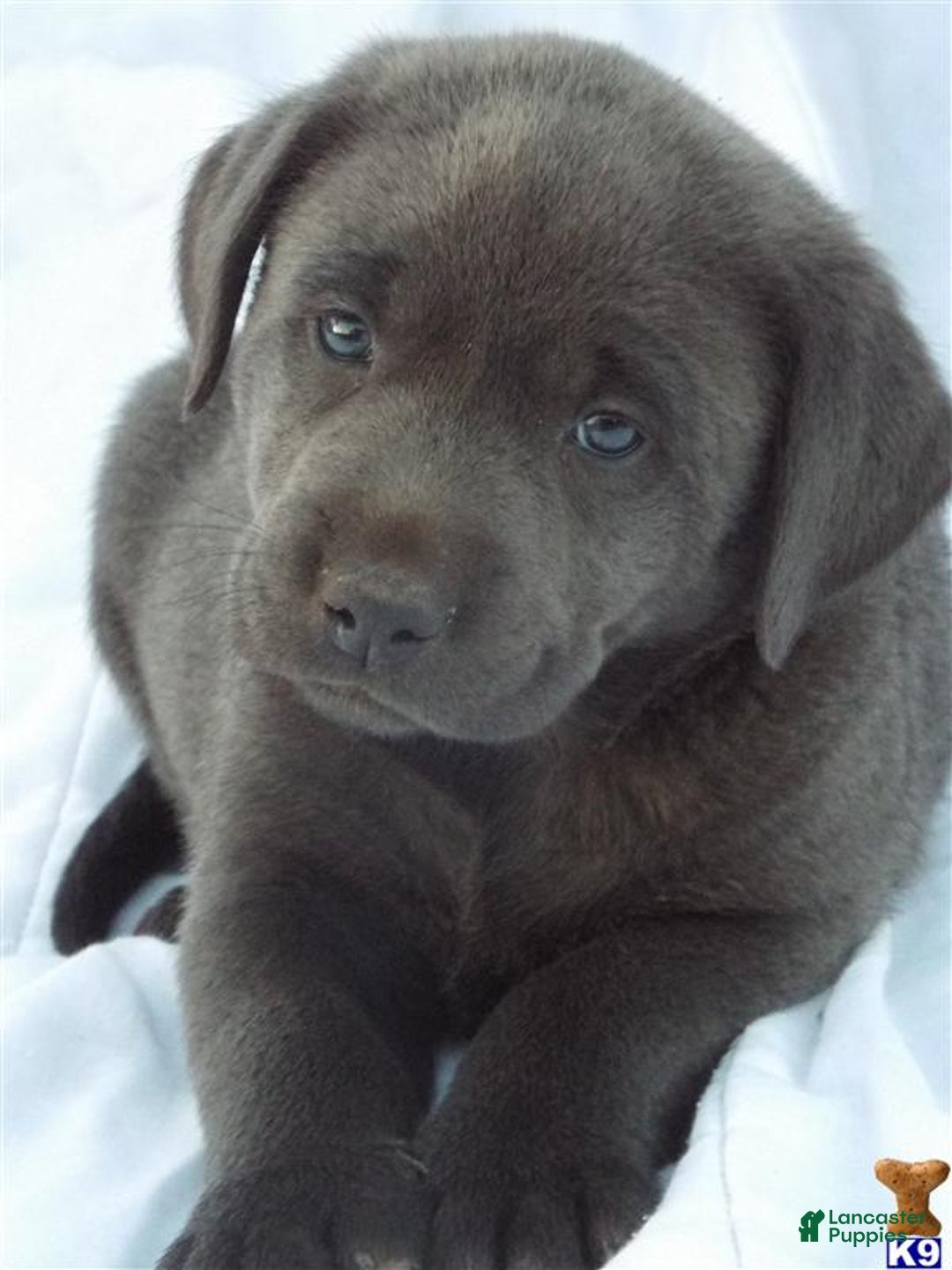 Labrador Retriever dogs for sale: Labrador Retriever Puppy 5 - Ad 9