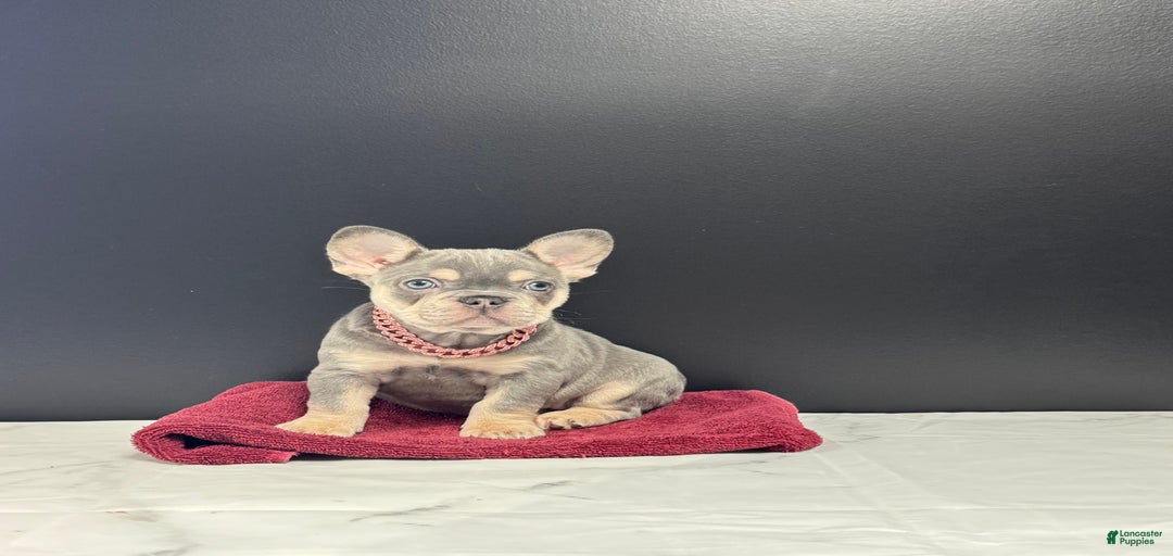 Gallery Image {{count}}