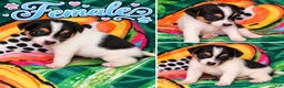 Jack Russell Terrier dogs for sale: Jack Russell Terrier 4 - Ad 13