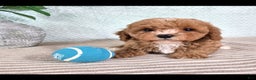 Cavapoo dogs for sale: Calvin - Ad 3
