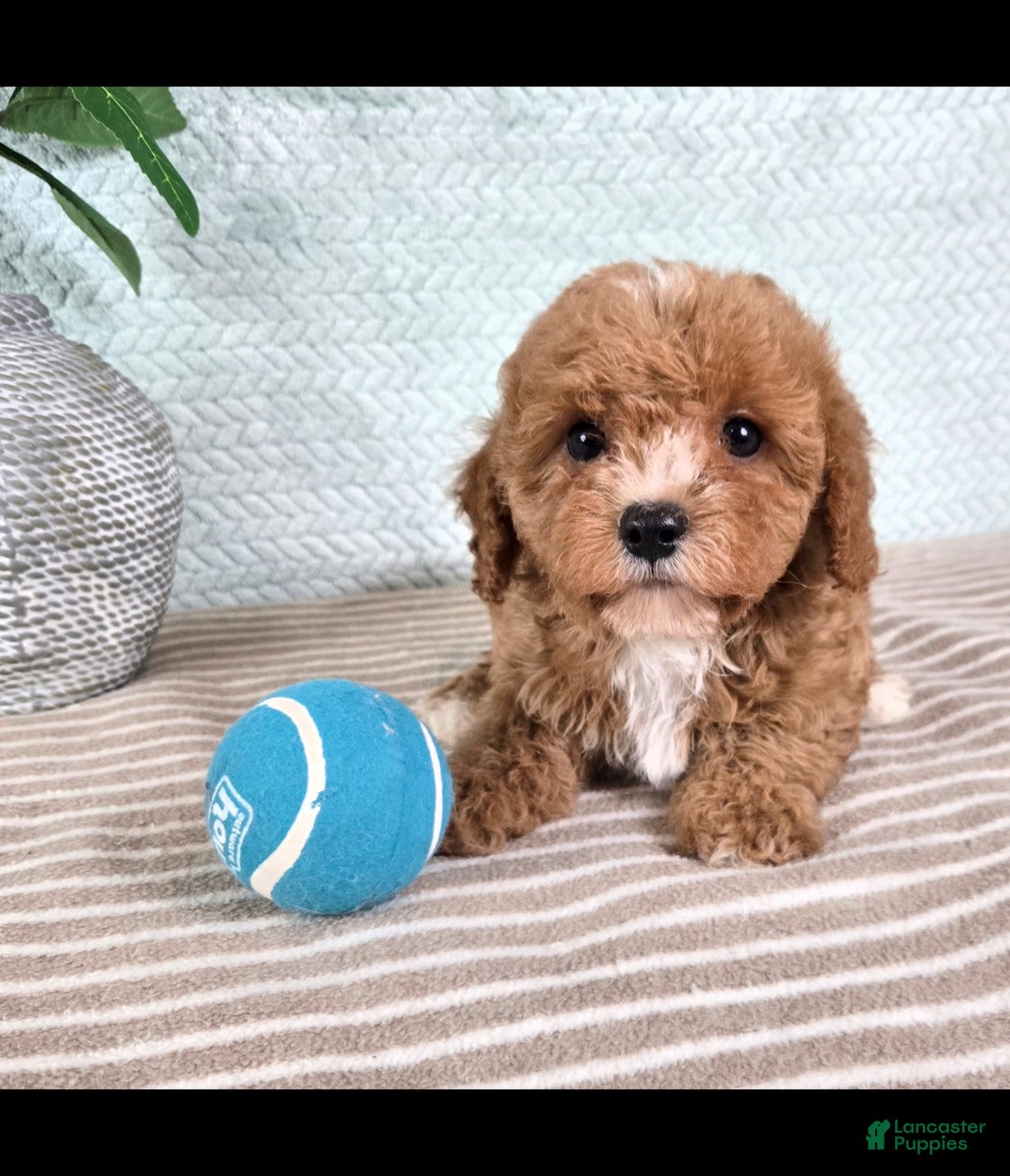 Cavapoo dogs for sale: Calvin - Ad 3