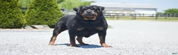 Rottweiler dogs for sale: Nicole - Ad 5