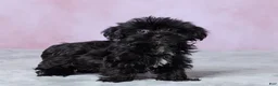 Shorkie dogs for sale: Abby - Ad 4