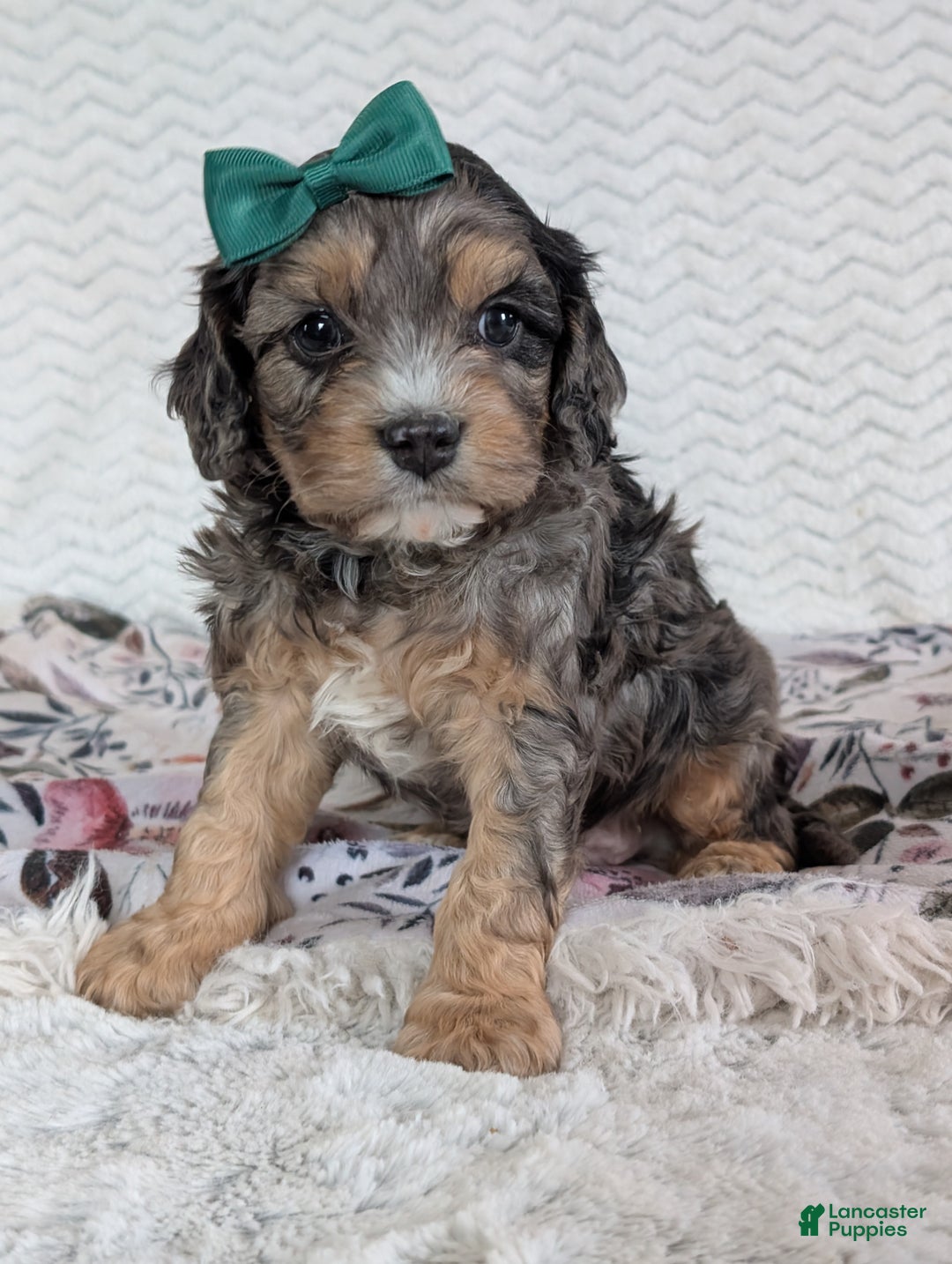 Cavapoo dogs for sale: Zeke - Ad 11