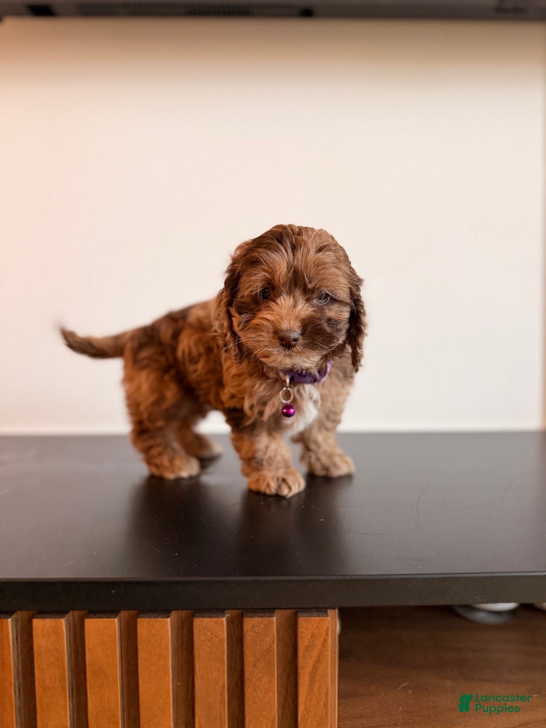 Cockapoo dogs for sale: Mocha - Ad 3
