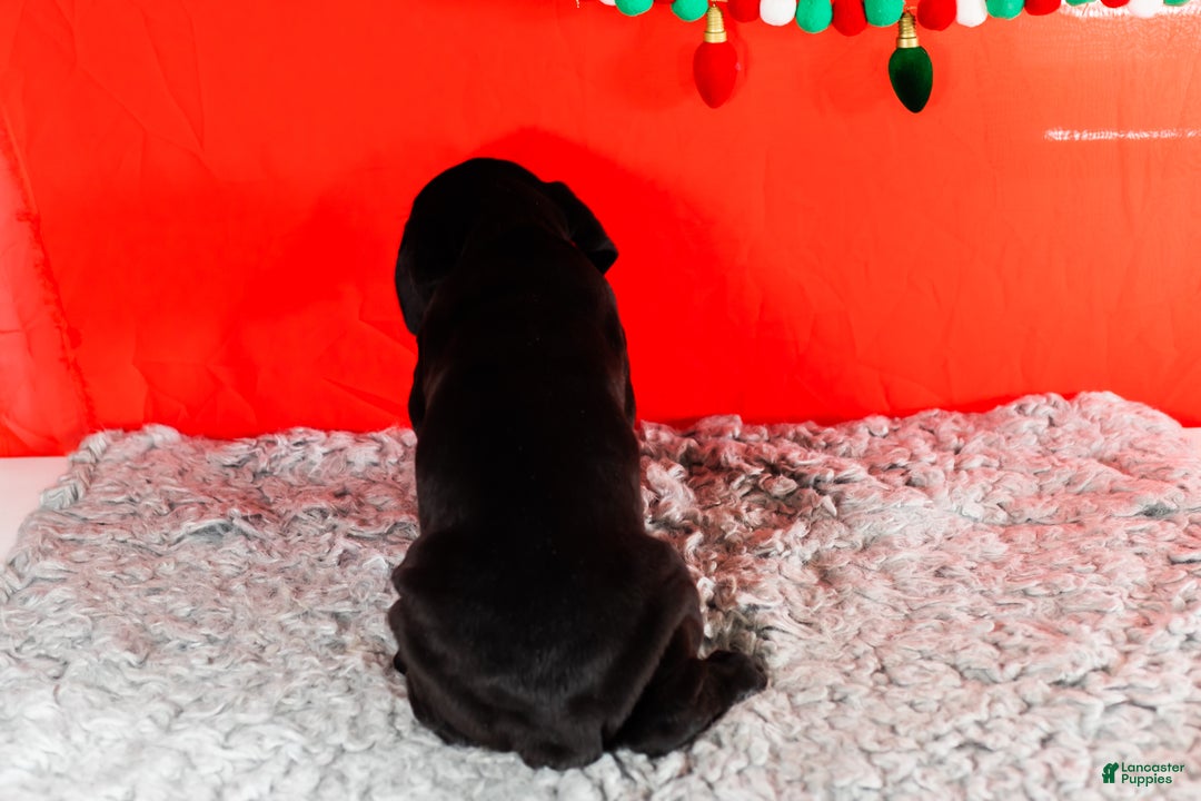 Cane Corso dogs for sale: Millie - Ad 4