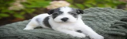 Miniature Schnauzer dogs for sale: Beauregard Miniature Schnauzer - Ad 6