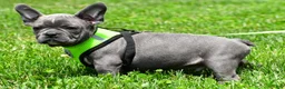 Mixed Breed dogs for sale: Freddy - Ad 4