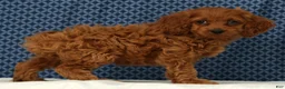 Cockapoo dogs for sale: Stella - Ad 3
