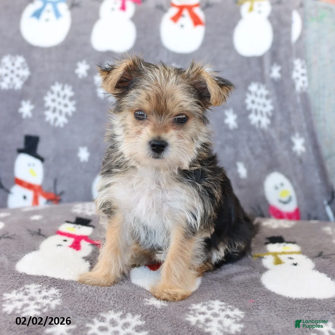 Morkie dogs for sale: Ziggy - Ad 5