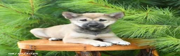 Shiba Inu dogs for sale: Seth - Ad 3