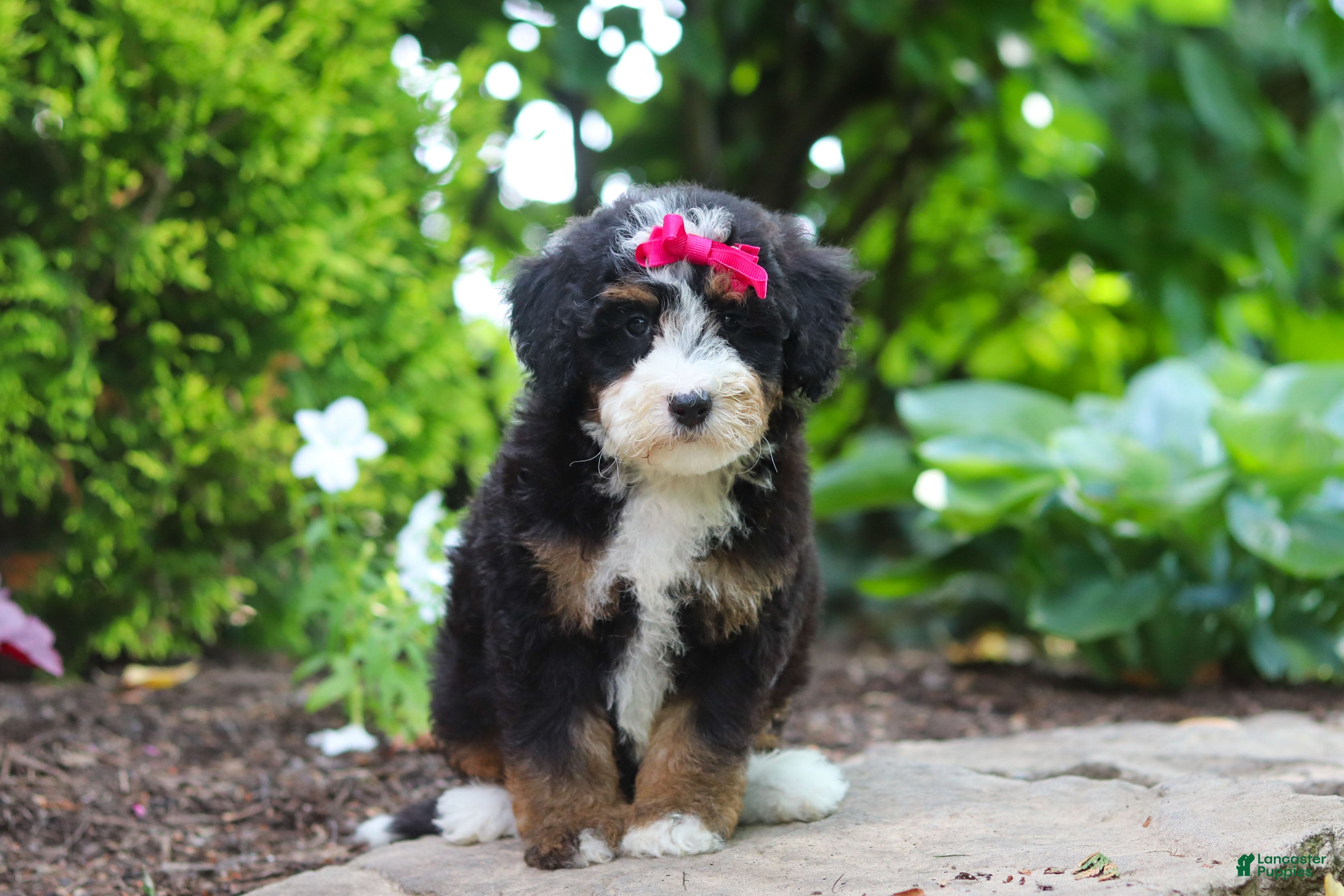 Mini Bernedoodle dogs Claire - Ad 2