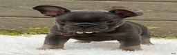 French Bulldog dogs for sale: Daisy  - Ad 2