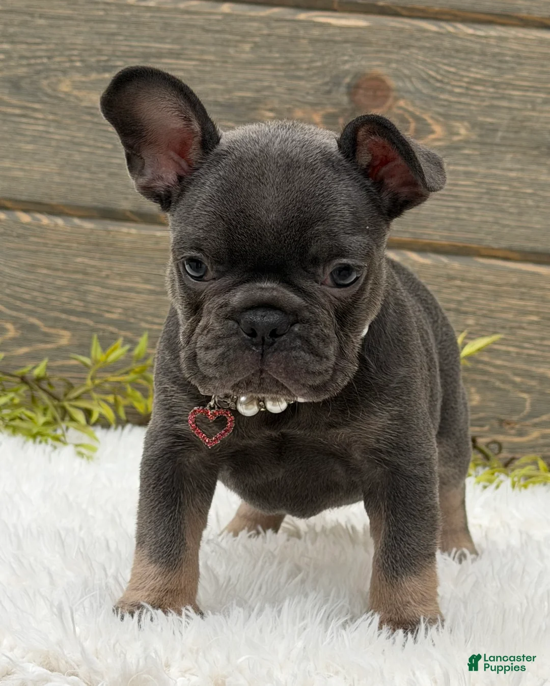 French Bulldog dogs for sale: Daisy  - Ad 2