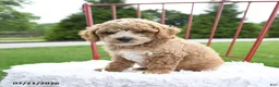Cockapoo dogs for sale: Delilah - Ad 3