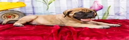English Mastiff dogs for sale: Murphy - Ad 9