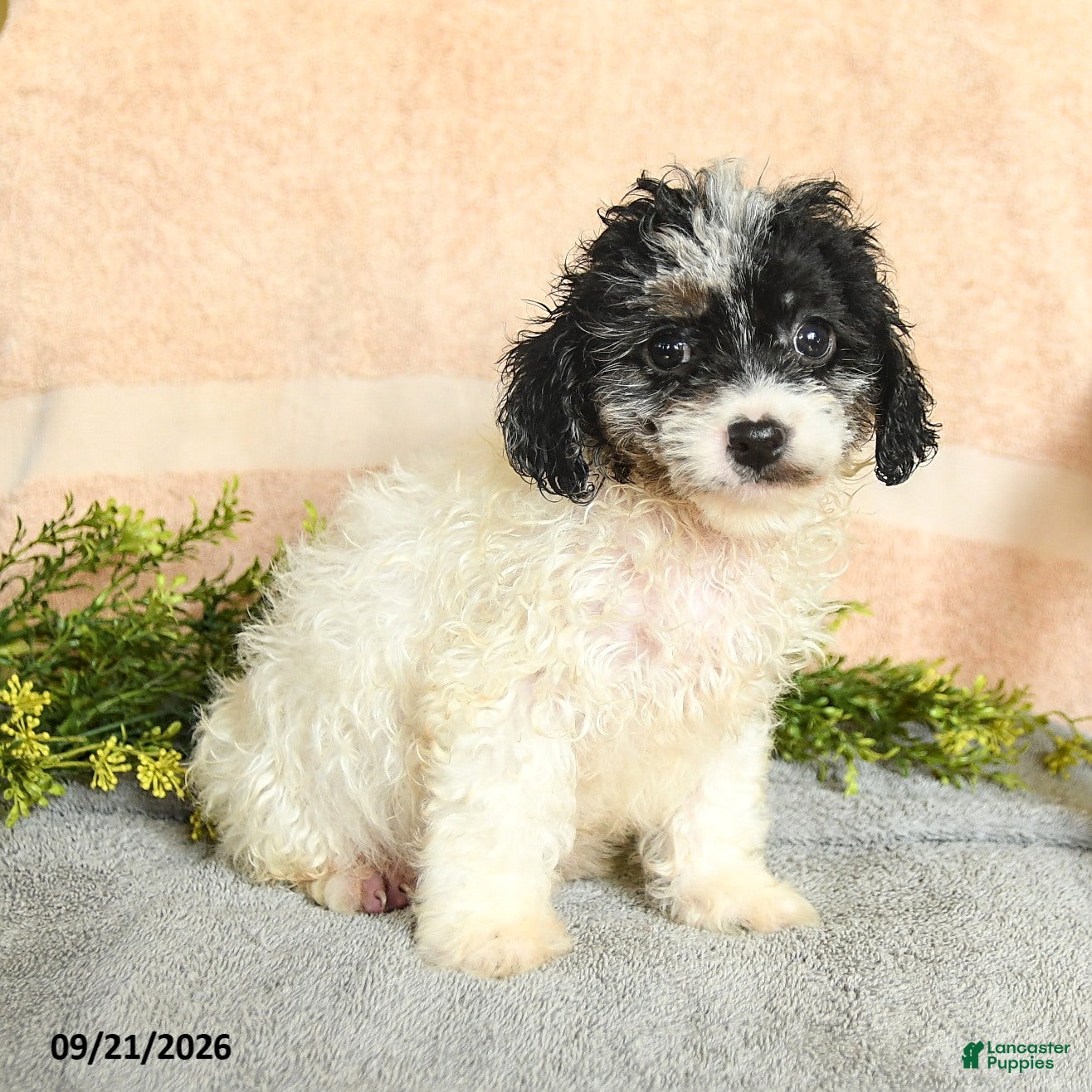 Mixed Breed dogs Crosby - Ad 1