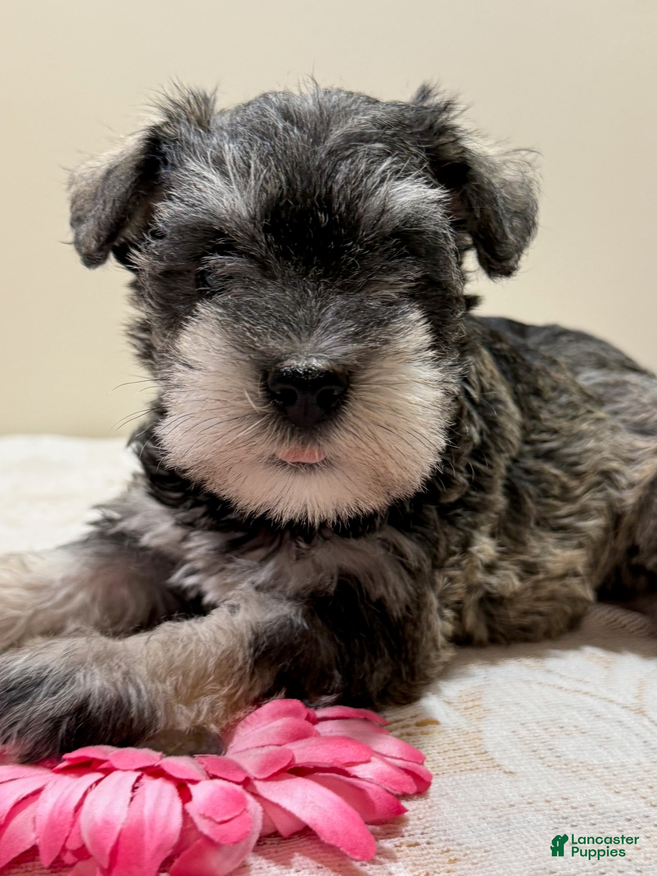 Miniature Schnauzer dogs Jewel Miniature Schnauzer  - Ad 1