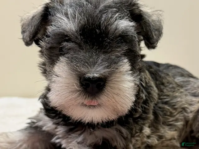Miniature Schnauzer dogs Jewel Miniature Schnauzer - Ad 1