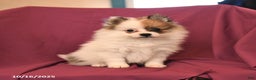 Pomeranian dogs for sale: George - Ad 6