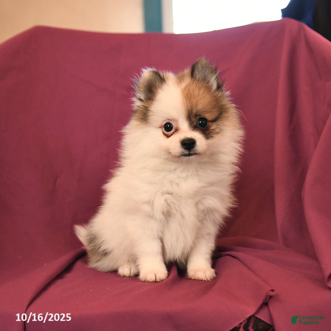 Pomeranian dogs for sale: George - Ad 6