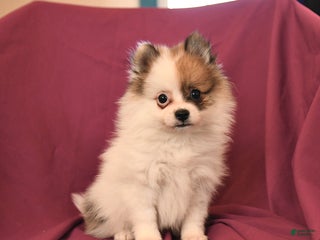 Pomeranian dogs - Ad 33