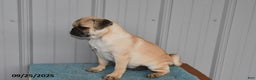 Pug dogs for sale: Sparky - Ad 14