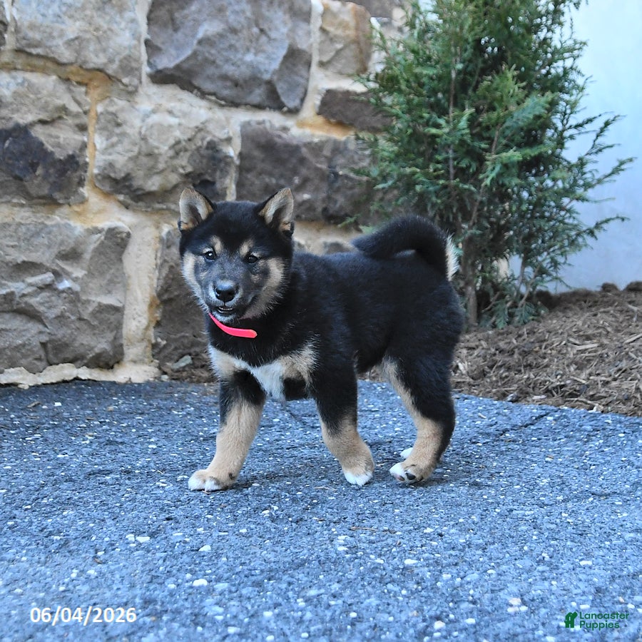 Shiba Inu dogs for sale: Shadow - Ad 4