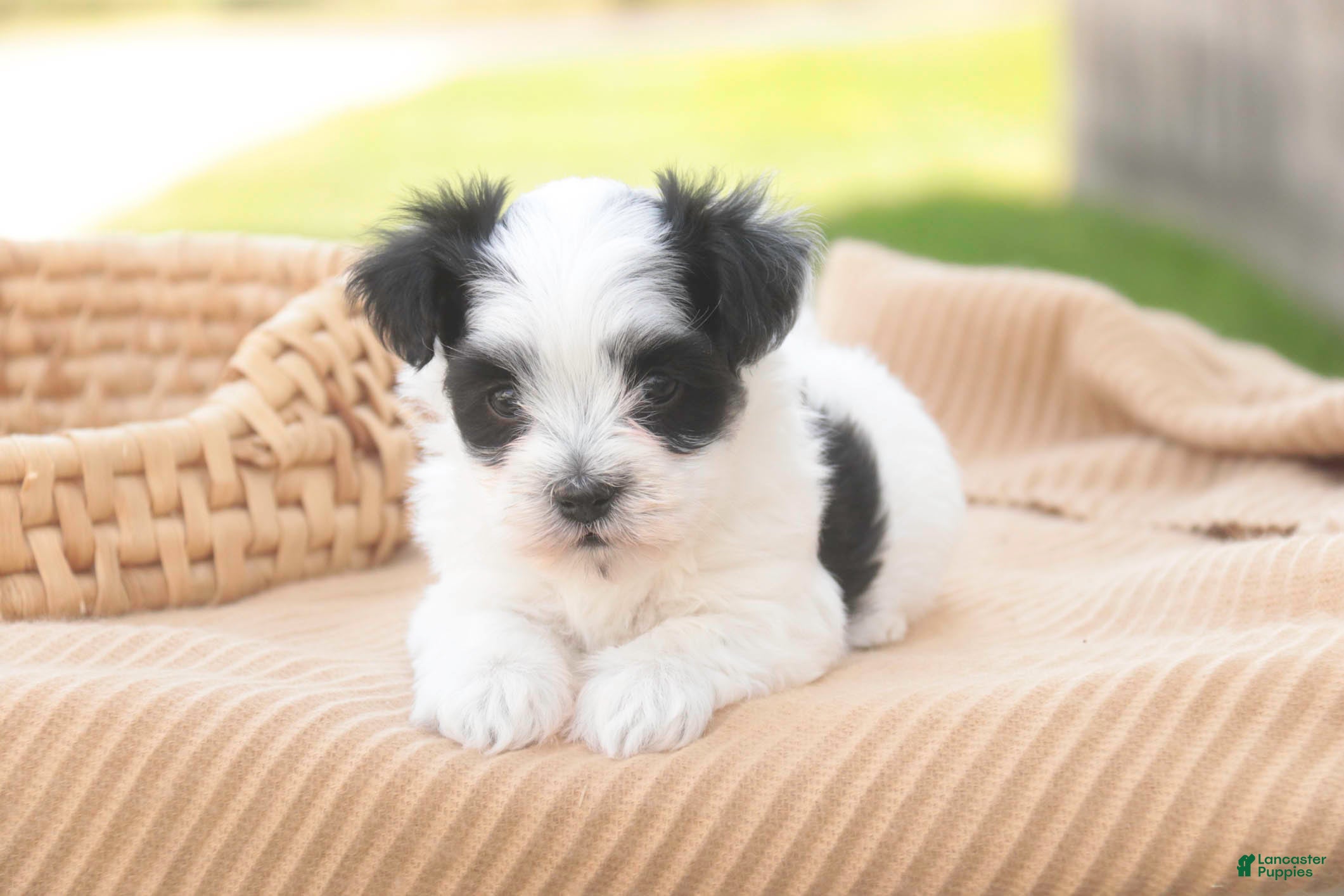 Havanese dogs Libby Havanese  - Ad 1
