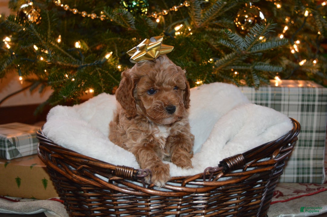 Cavapoo dogs for sale: Frosty - Ad 2