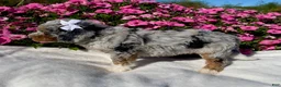 Mini Bernedoodle dogs for sale: Ruby - Ad 2