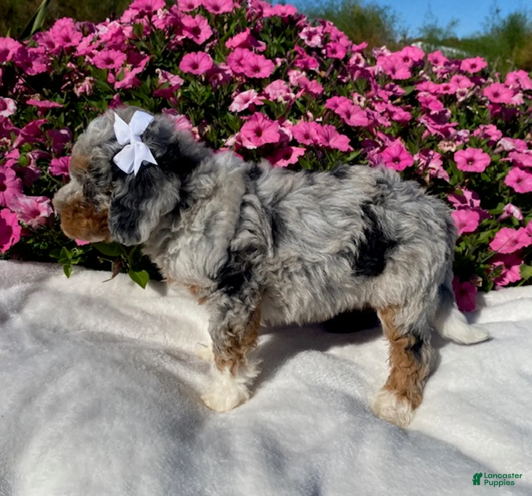 Mini Bernedoodle dogs for sale: Ruby - Ad 2