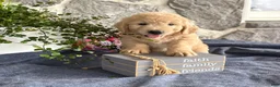 Goldendoodle dogs for sale: Nelson - Ad 12