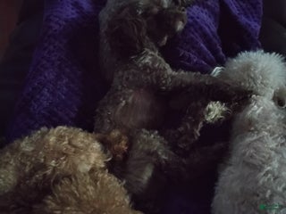 Toy Poodle dogs - Ad 27