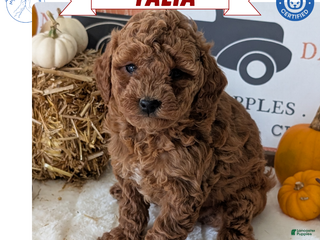 Mini Goldendoodle dogs - Ad 2