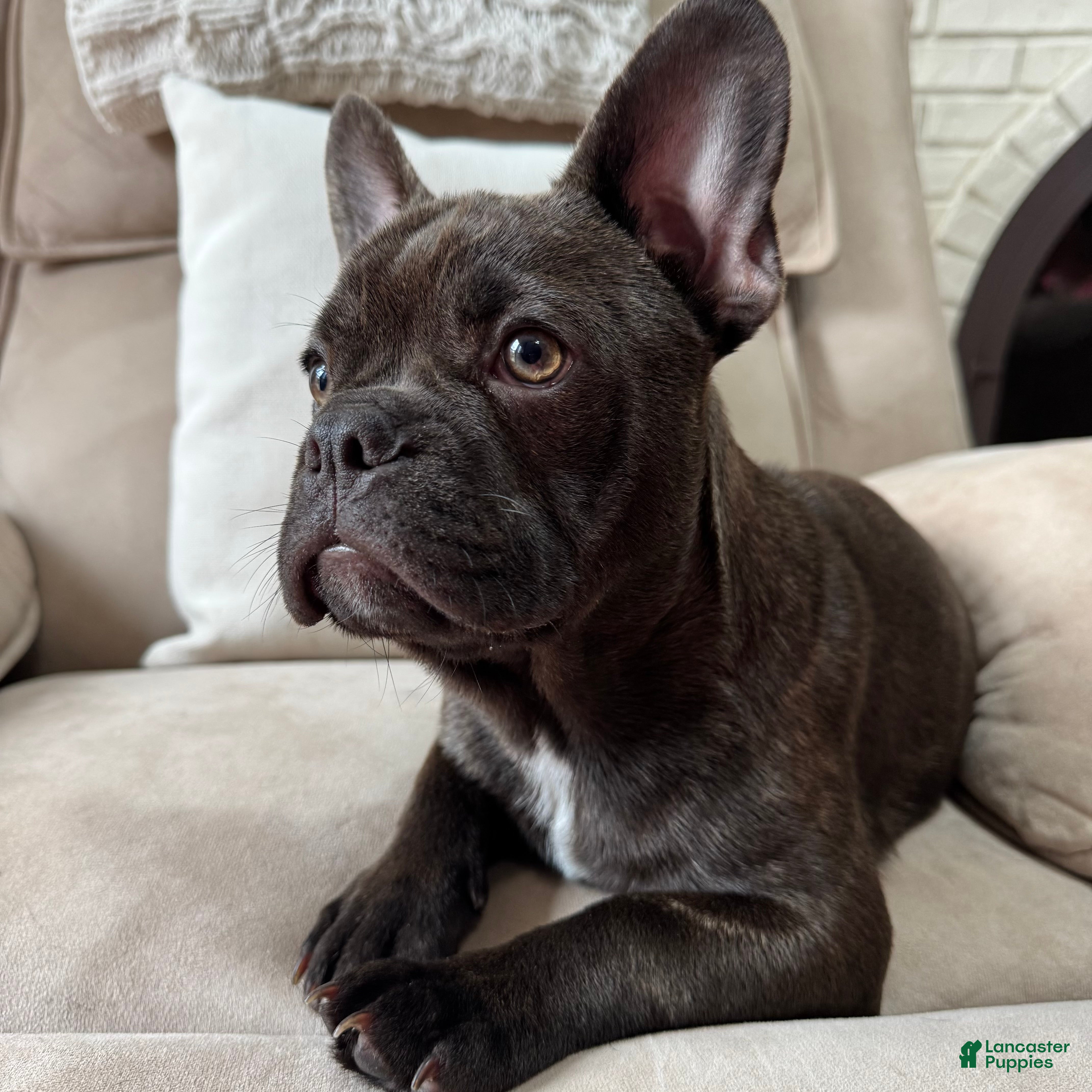 French Bulldog dogs French Bulldog Puppy 1 - Ad 1