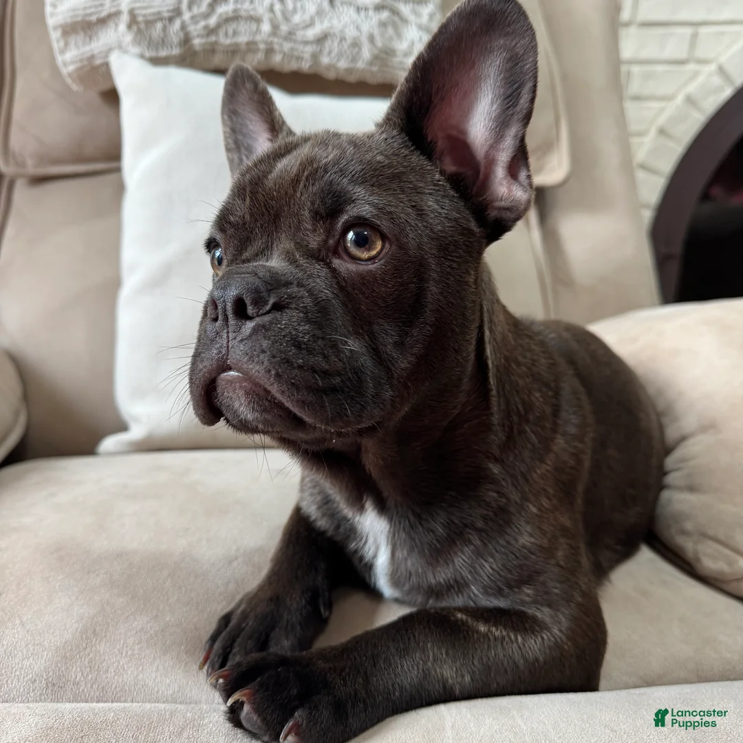 French Bulldog dogs for sale: French Bulldog Puppy 1 - Ad 1