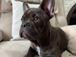 French Bulldog dogs for sale: French Bulldog Puppy 1 - Ad 3