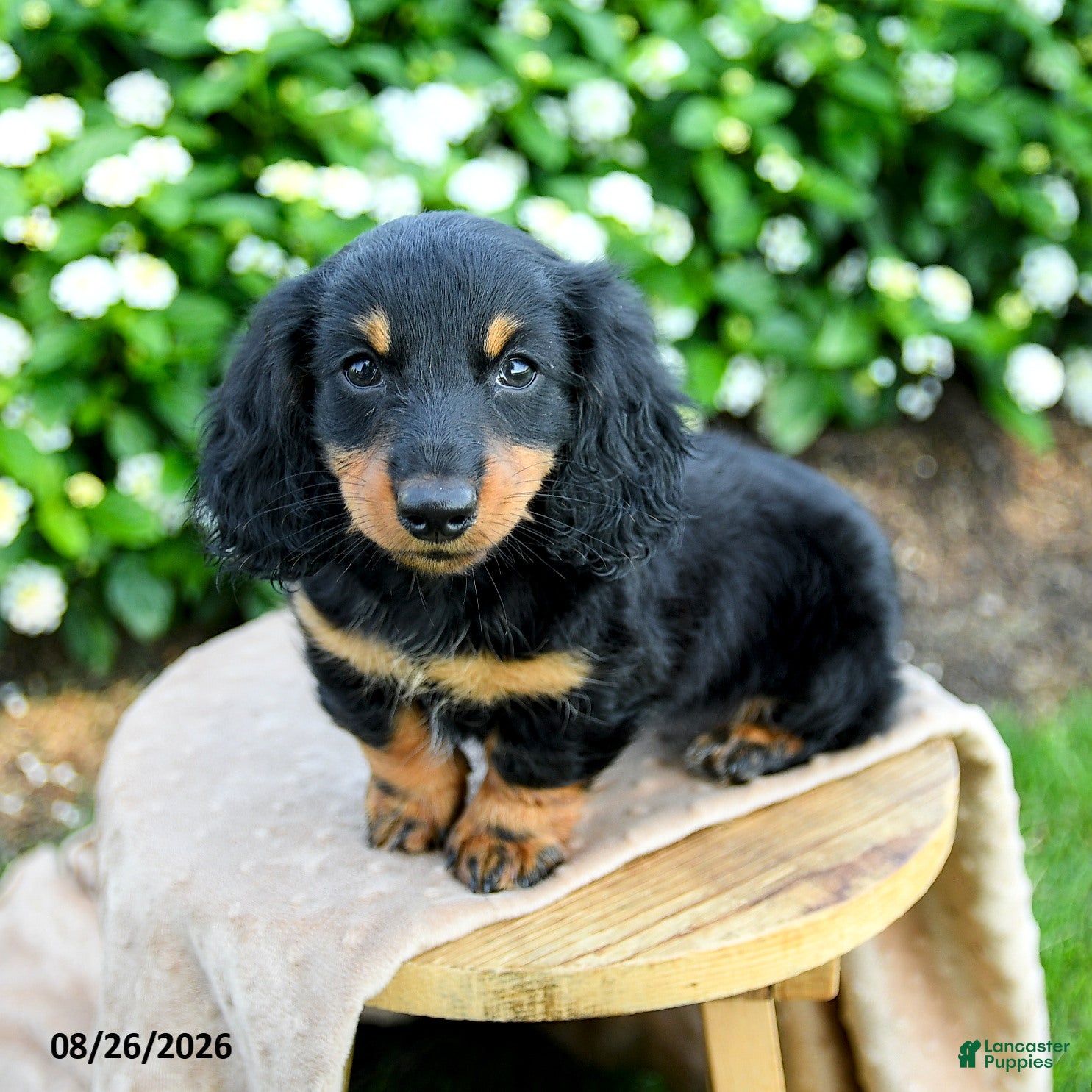 Miniature Dachshund dogs Teresa - Ad 2