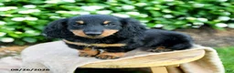 Miniature Dachshund dogs for sale: Teresa - Ad 2