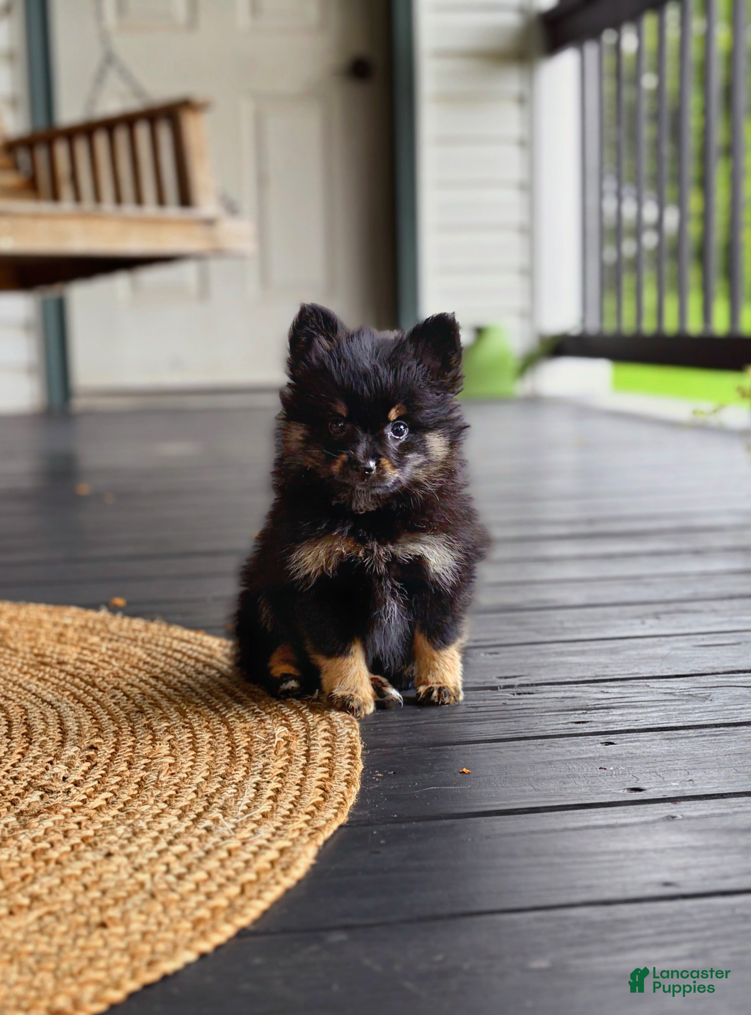 Pomeranian dogs for sale: Diesel - Ad 1