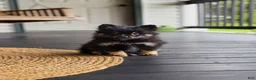 Pomeranian dogs for sale: Diesel - Ad 1
