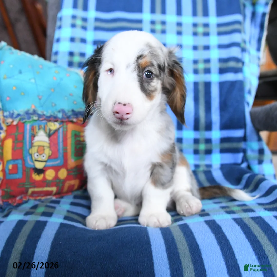 Miniature Dachshund dogs for sale: Boomer - Ad 1