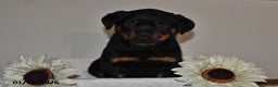 Rottweiler dogs for sale: Evan - Ad 1