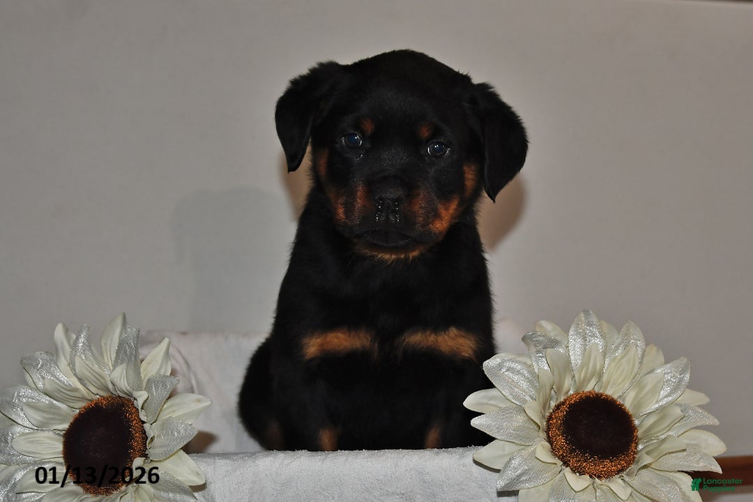 Rottweiler dogs for sale: Evan - Ad 1