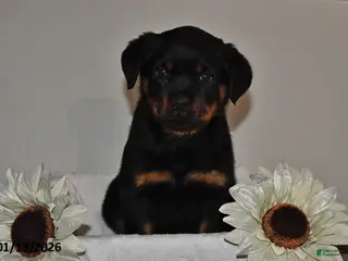 Rottweiler dogs Evan - Ad 17